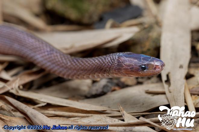 浙江17岁高中生率先发现新物种，联合发文登上SCI，当事人回应质疑：父母是普通人|蝾螈|爬行动物_网易订阅